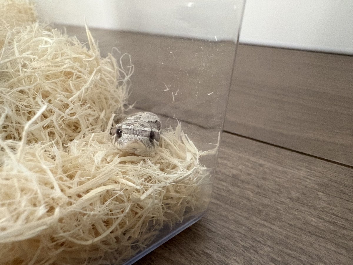 aptsmoon's tweet photo. 寝てるんだろうけど、
ずっと見てる気がしてかわいい

#セイブシシバナヘビ https://t.co/aBd96Lw2jn