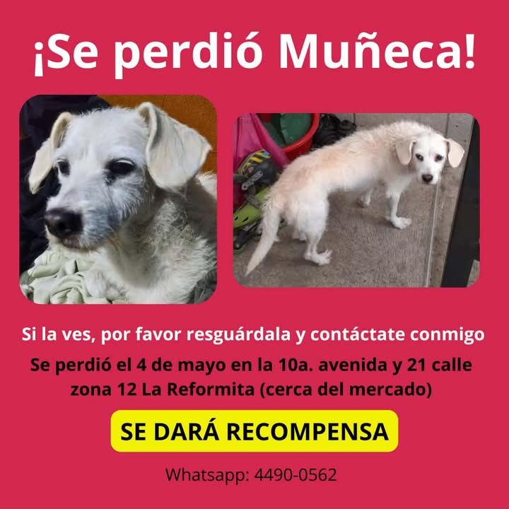 amigosdelosanimales tweet media
