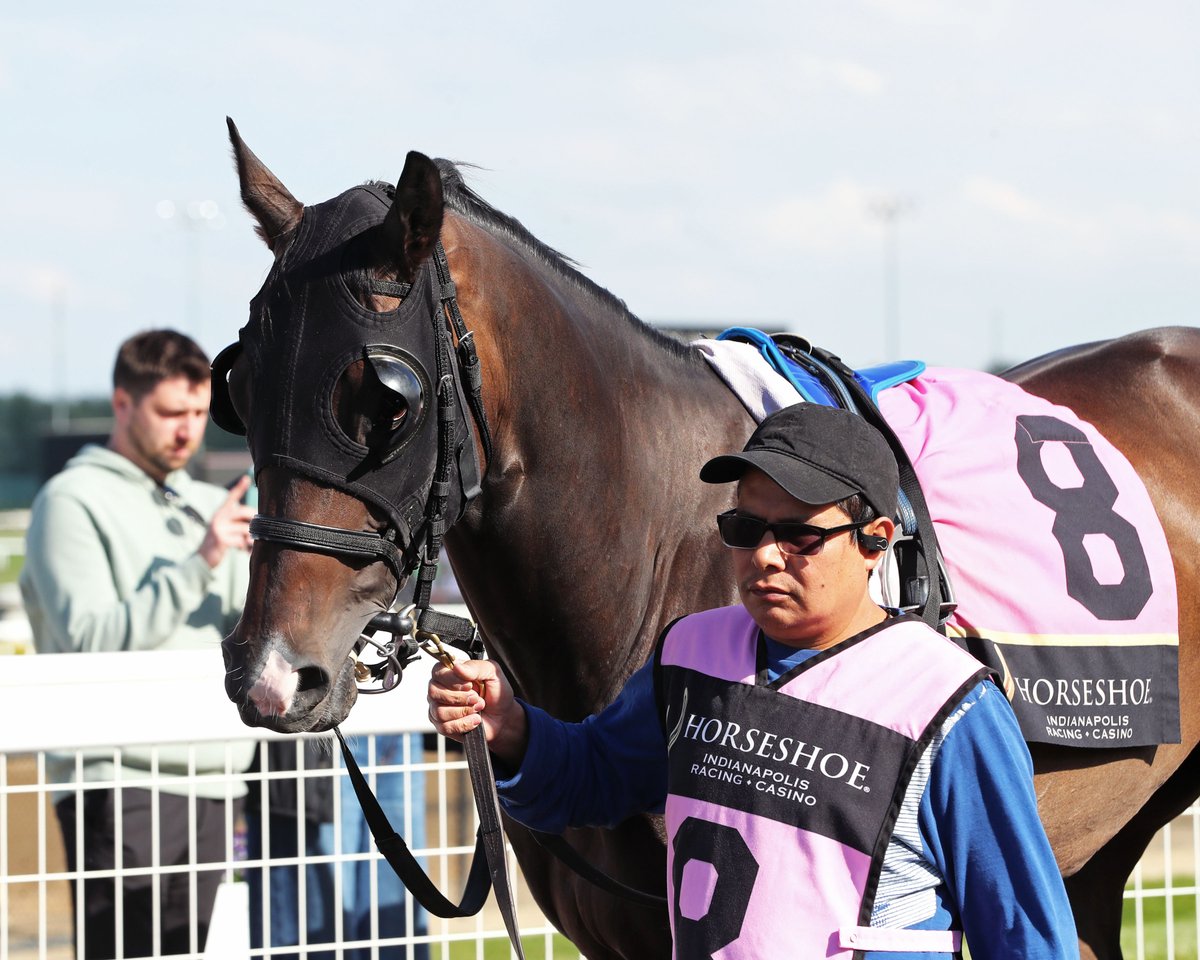 HSIndyTammy's tweet photo. How About Now right on time in Cleopatra (BT), Indiana's richest turf race at Horseshoe Indianapolis: https://t.co/ZmddUCJrZX  Photos by Coady Media  #racelikeacaesar  @TOBAIndiana @IndianaHBPA @INThoroughbred @IndyTBAlliance https://t.co/Q0fz7MzpUN