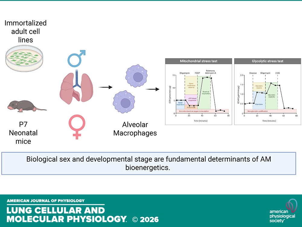 AJPLung's tweet photo. Short Report by S Sonti et al. (@kdocneo @ChildrensPhila) Modulation of #alveolar #macrophages by #sex as a #biologicalvariable
https://t.co/pFDJxx4Pb6 https://t.co/On6FSeGqSx