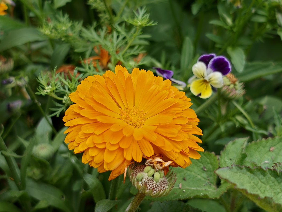 tkdsl8655's tweet photo. Just admiring these beautiful blooms today! 🧡 Nature's little bursts of joy always brighten my day. What's making you smile today? 😊🌿 #flowerpower🌸 
#shoton @oppo @colorosoppo #oppofindx9ultra https://t.co/BTyjenfMIF