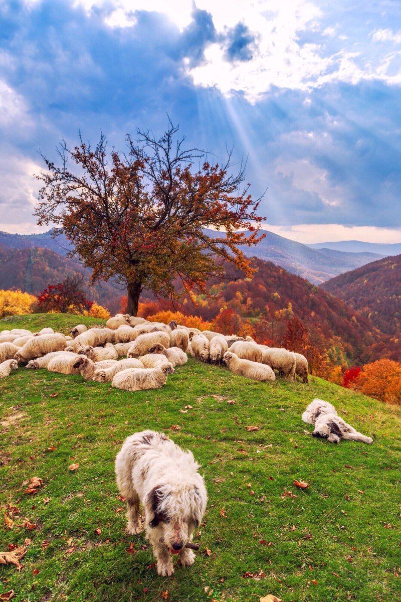 MagicalEurope's tweet photo. Shepherd’s dog guards the sheep on a mountain pasture in #Romania https://t.co/rL5bt75xuG