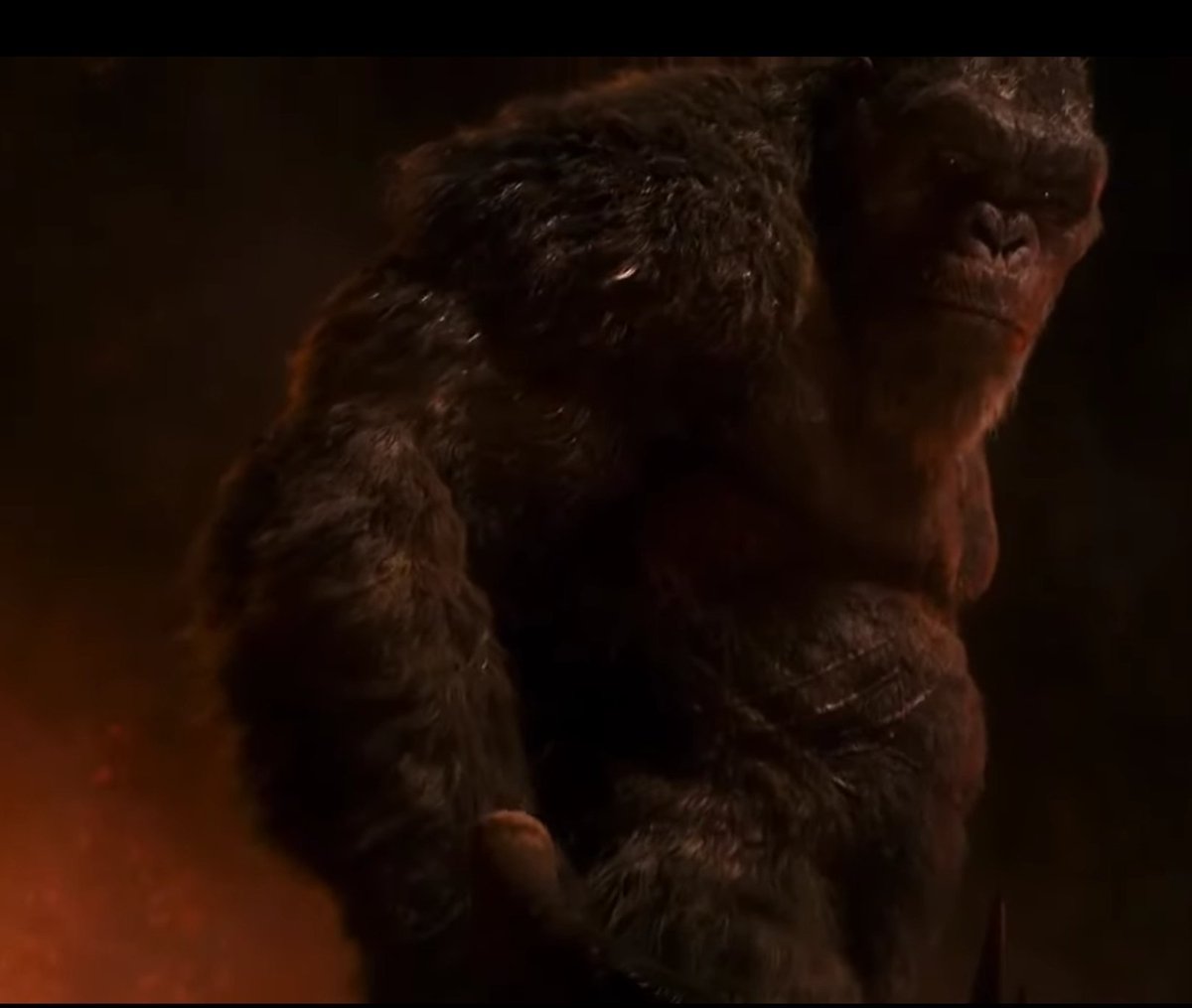 gorillageek27 (ape fan) tweet media