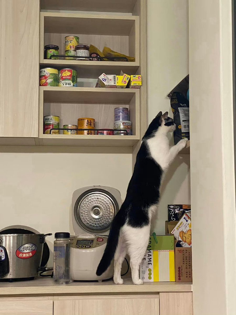 Dalwind1504's tweet photo. 😙❤️🐱 https://t.co/Z9xbjgqEvM