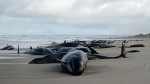 SOSBluffs's tweet photo. As there are no safe means to dispose of #Nuclear Waste, many Nations have dumped their radioactive waste into the ocean without regard for marine life, with Russia, UK, Switzerland &amp; USA as the largest contributors. Others include Belgium,France,Japan,Sweden,Germany,&amp;South Korea https://t.co/pGcKzDW2f4