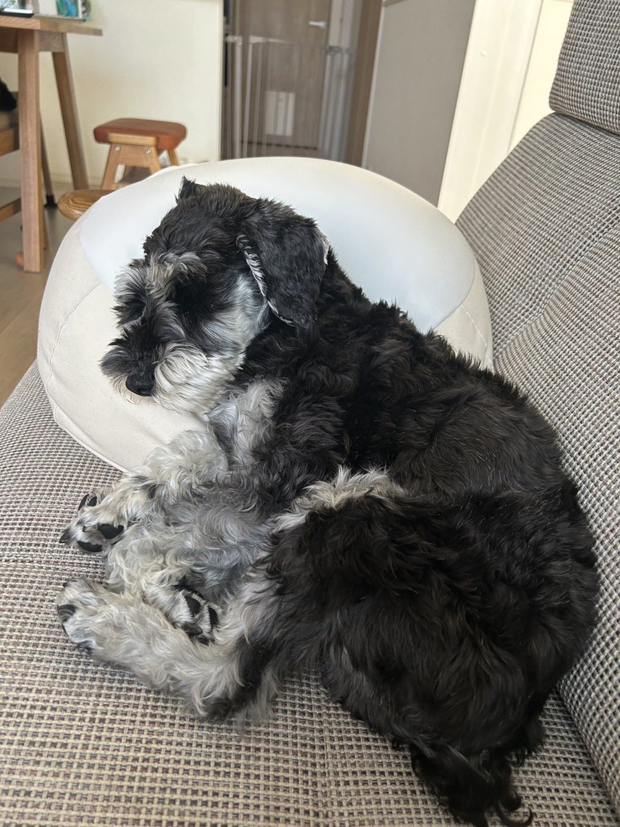 MRTrab1's tweet photo. おはようございます☀️

週末はもしゃもしゃ犬のトリミング✂️
バリカンを購入したので
肉球とお尻は定期的にカットしてましたが、
顔周りは怖くてできず
眉毛がふさふさ限界に😅

さて、今日も頑張りましょ🐶 https://t.co/iShsP5TOA6