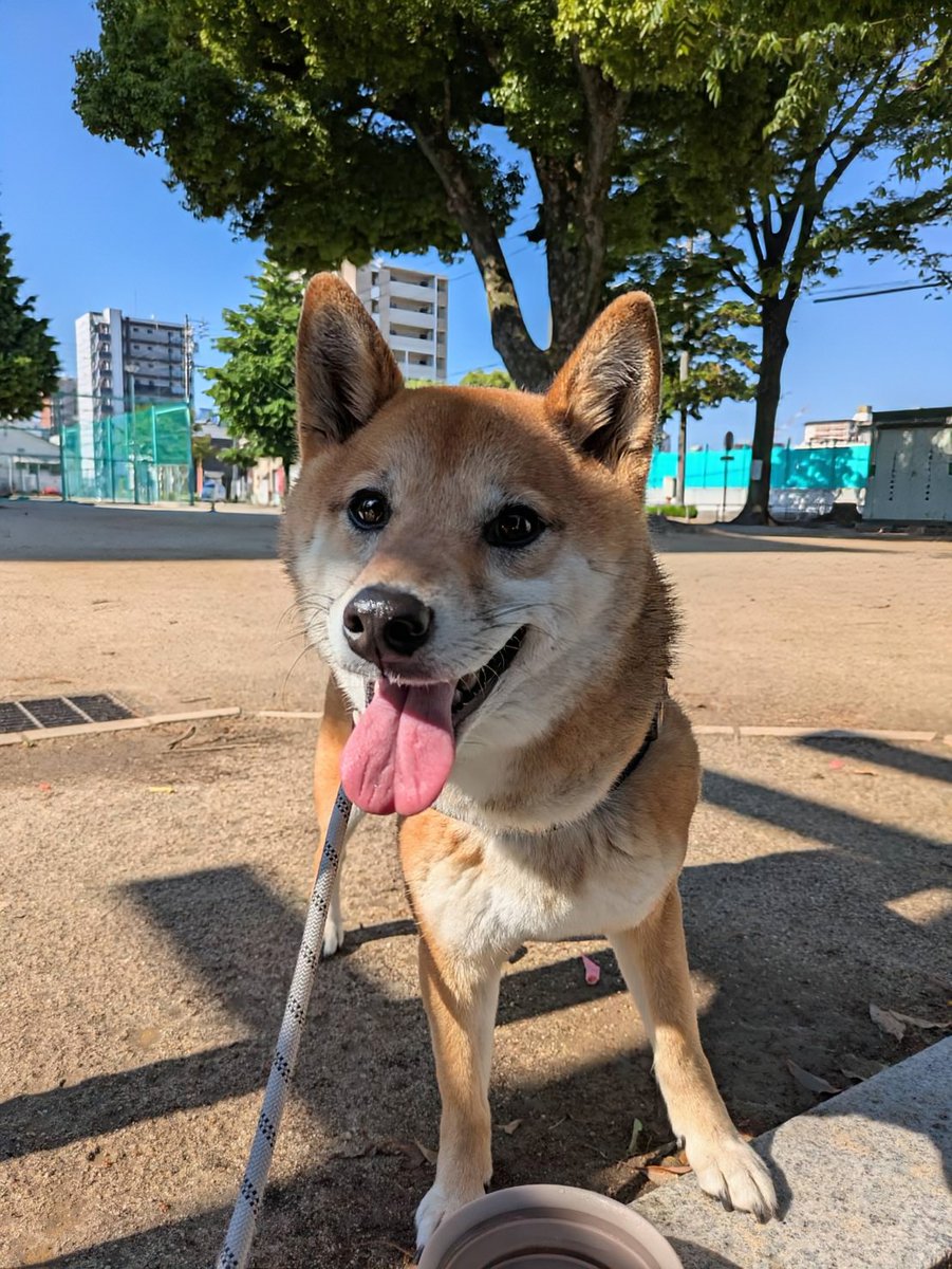 柴犬メイ tweet media