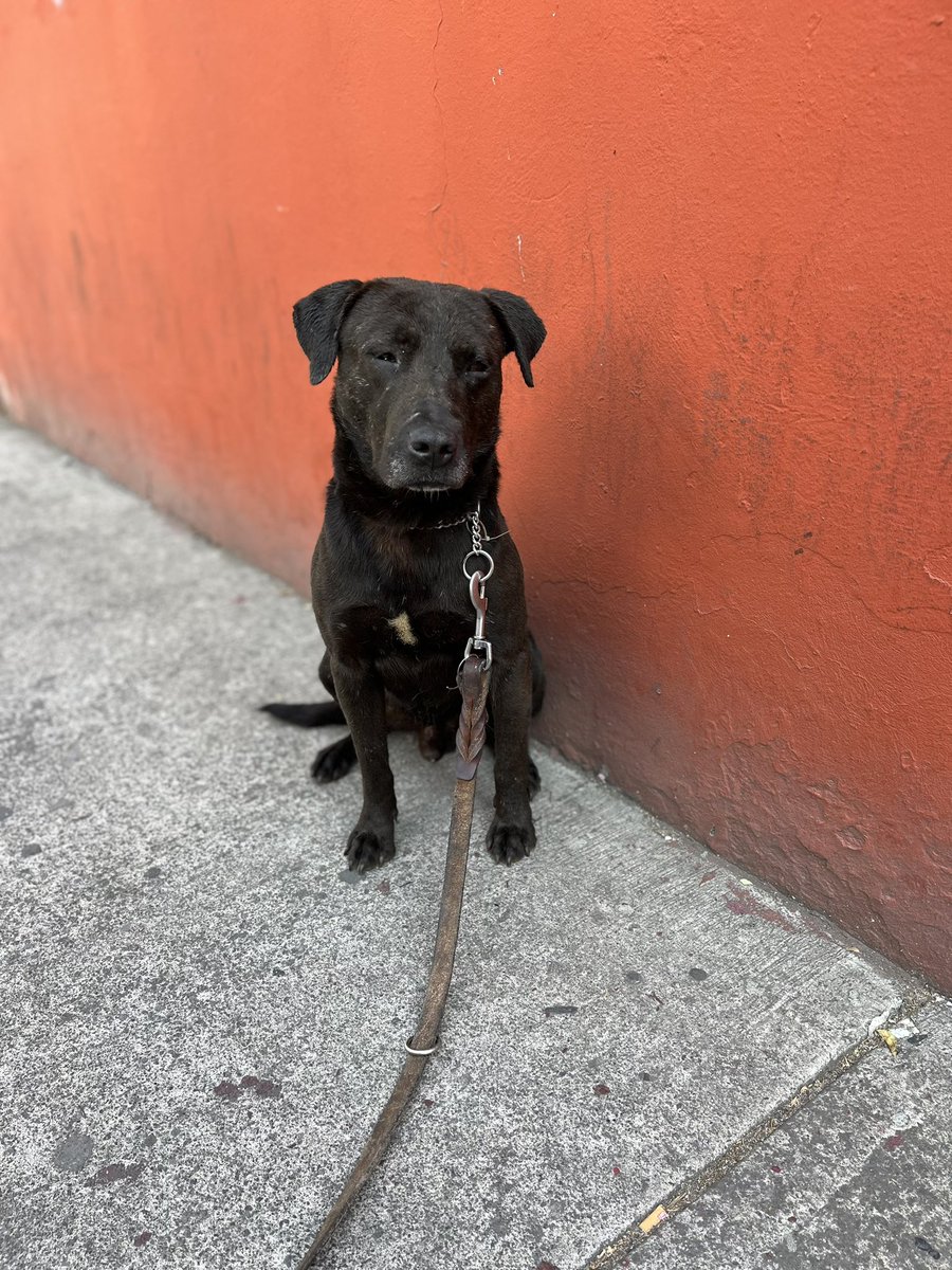 𝙷𝚎𝚕𝚊 𝙼𝚘𝚛𝚎 🐶 tweet media