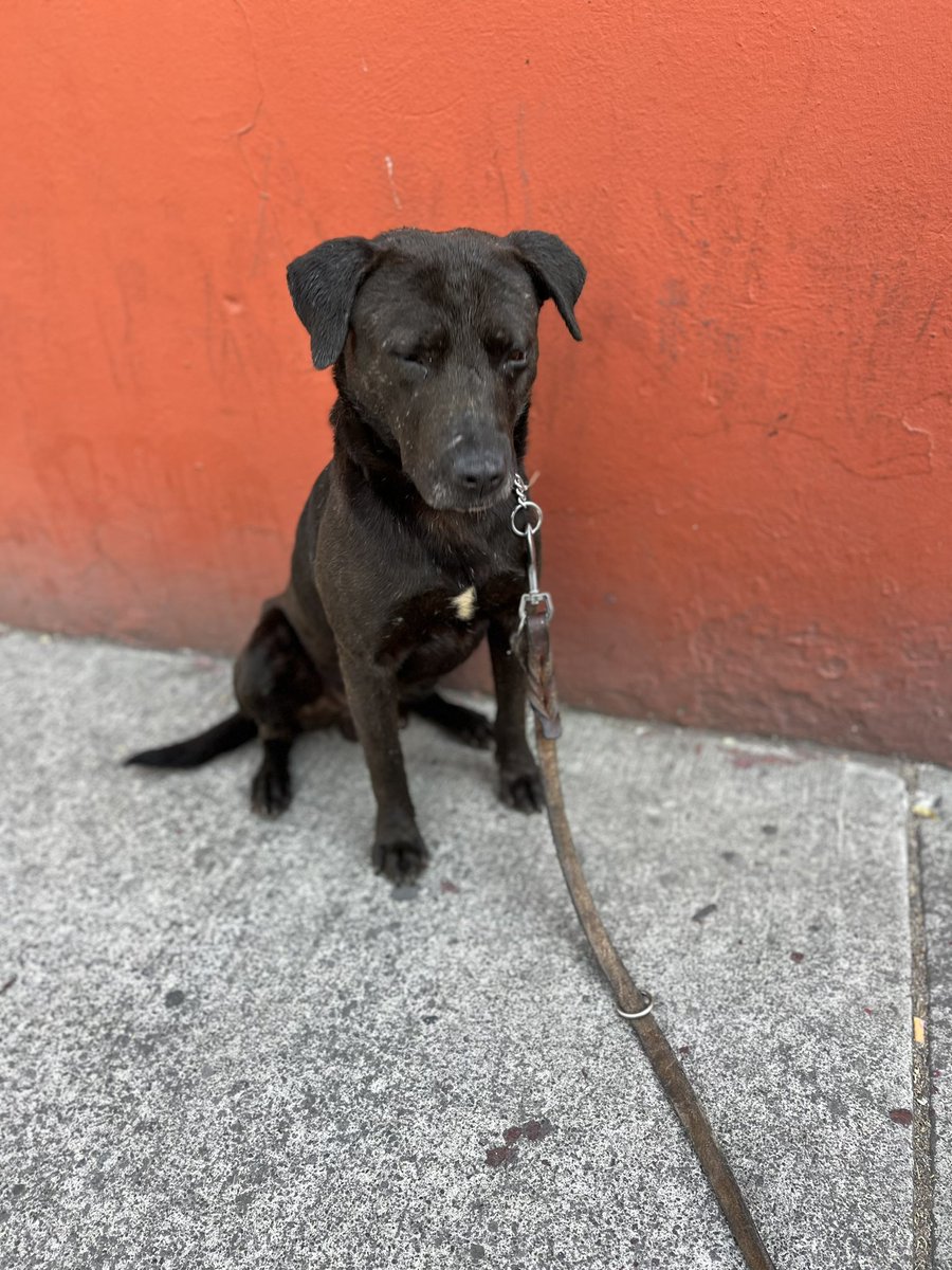 𝙷𝚎𝚕𝚊 𝙼𝚘𝚛𝚎 🐶 tweet media
