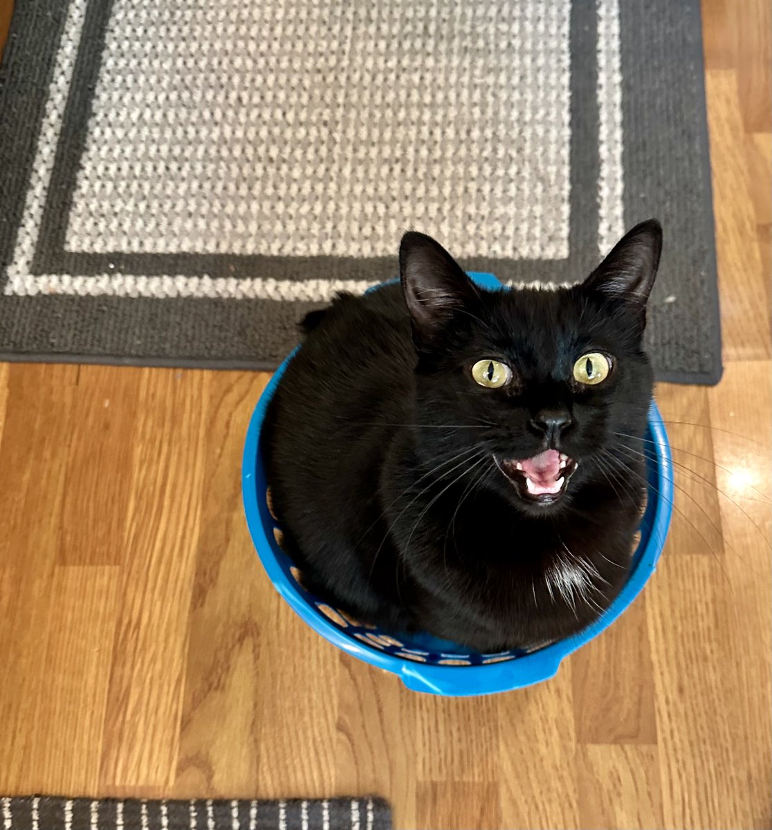 mrs meowkins tweet media