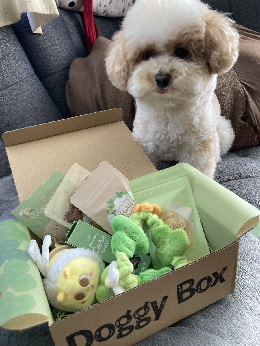 ドギーボックス　おもちゃ　セット　小型犬 Doggy Box | ワンちゃんのためのワクワク定期便(MM)