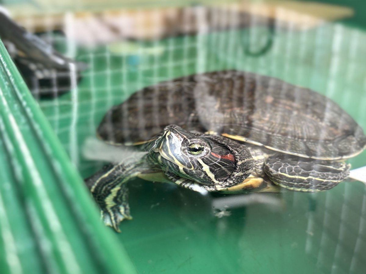 田中さん🐢 tweet media