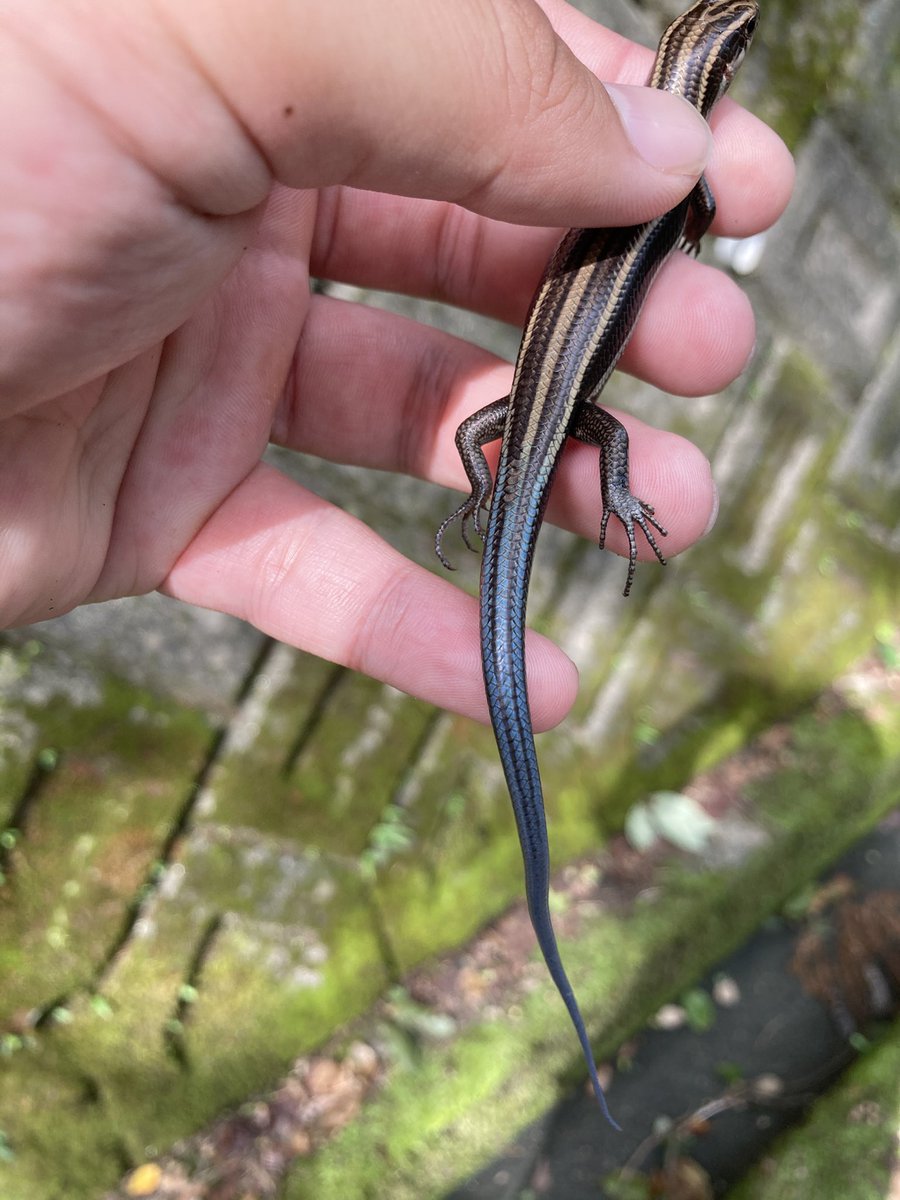 Ryo@🐍生き物垢🐍 tweet media