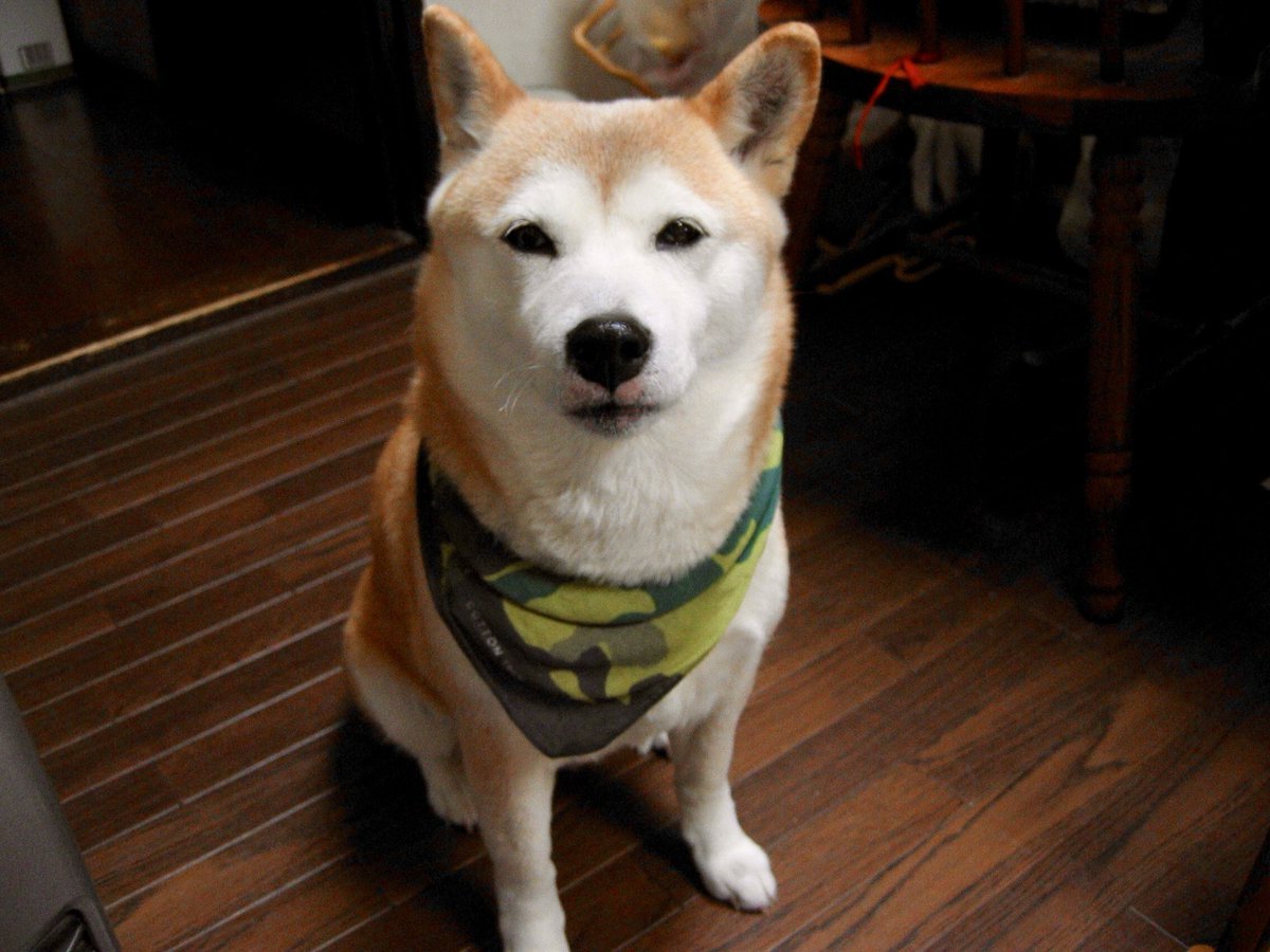 甲斐犬 龍馬 tweet media