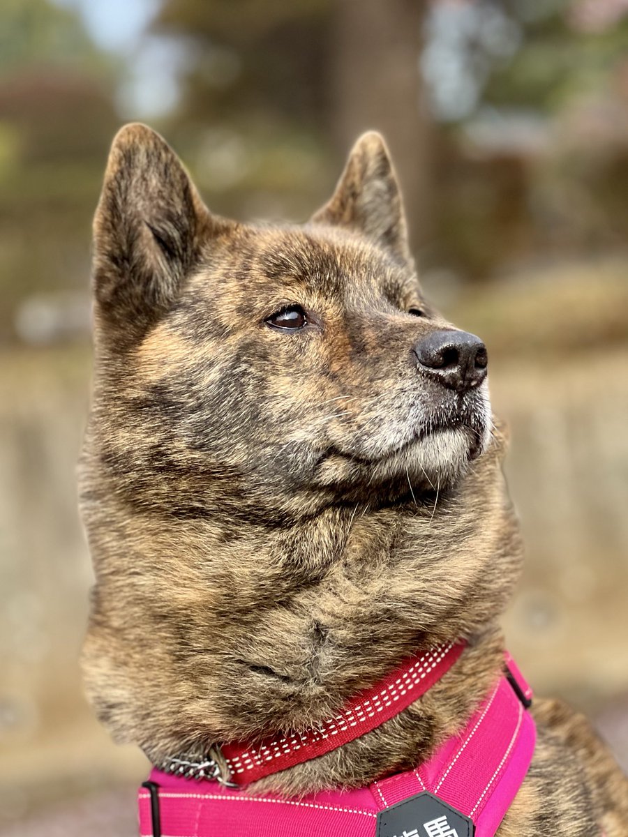 甲斐犬 龍馬 tweet media