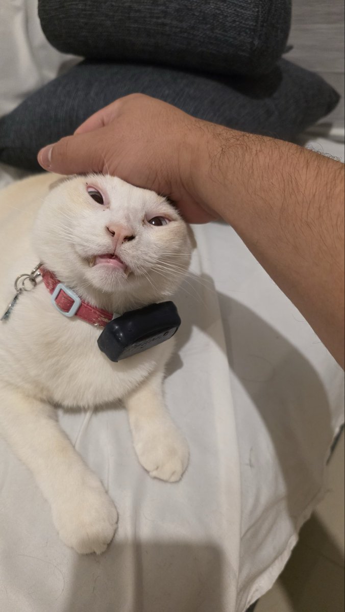 Cats with their heads held back tweet media