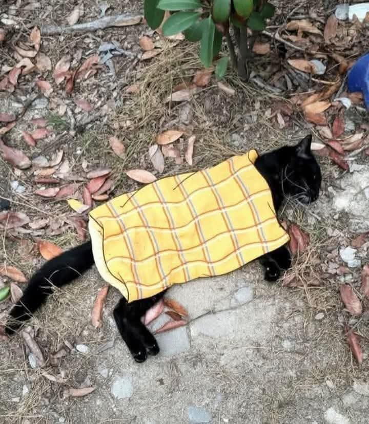 Sadiafatma tweet media