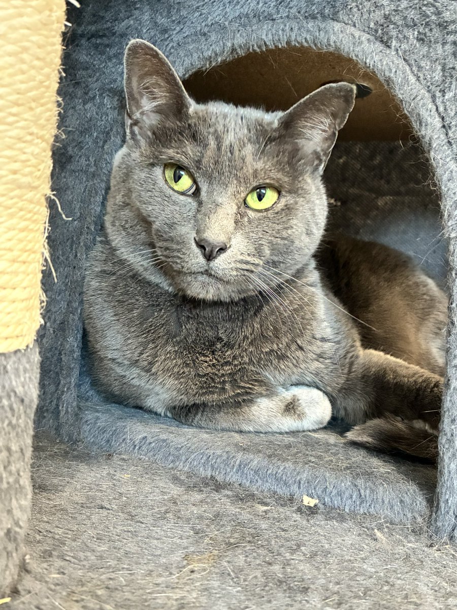 猫スティン〜城下町の猫カフェ〜 tweet media
