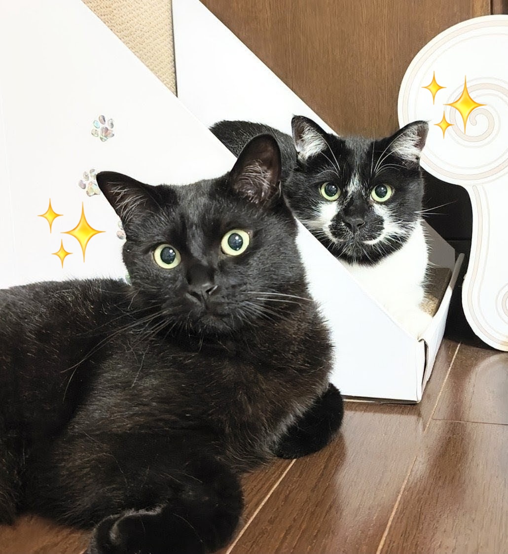 こんにちは✨️😺🌚✨️ #白黒猫 のしゅうすけくんと #黒猫 のじゅん