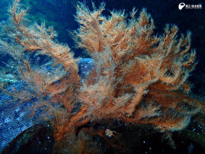 植物？海藻？いえいえサンゴです / 🆕ウミカラマツ 🆕サビカラマツ