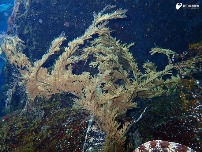 植物？海藻？いえいえサンゴです / 🆕ウミカラマツ 🆕サビカラマツ
