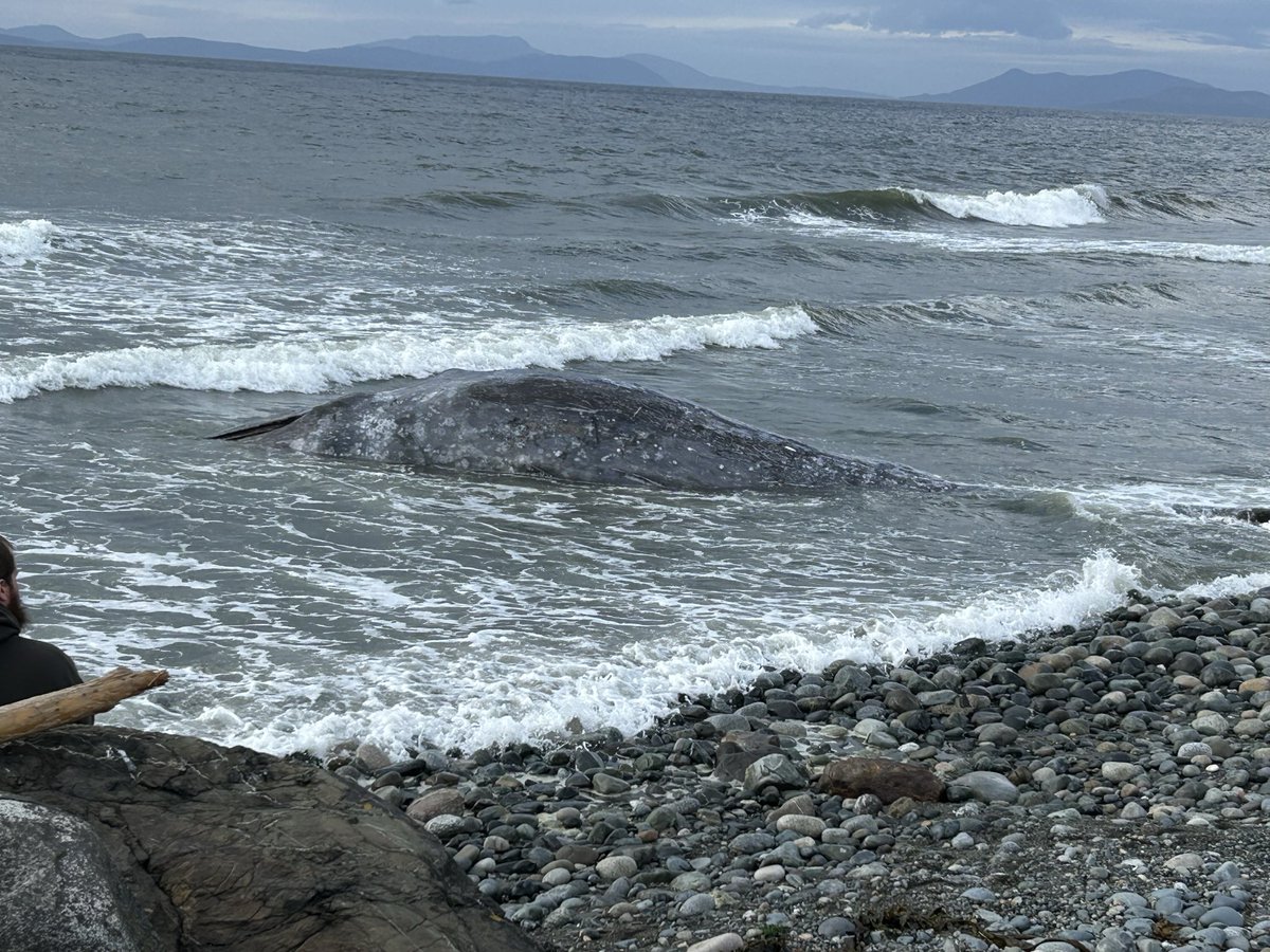 mestalons's tweet photo. Whale on the beach. Don’t worry, no such thing as climate change. #whidbeyisland #westbeach #whales https://t.co/WWCm8Uk1qv
