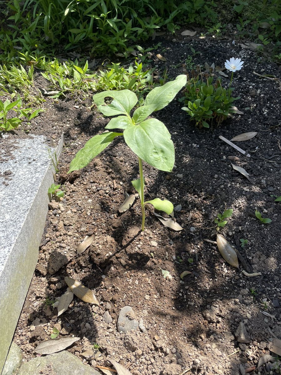 向日葵を家のあちこちに植えた 現段階で100株！ 家の朧白教会化も近い…