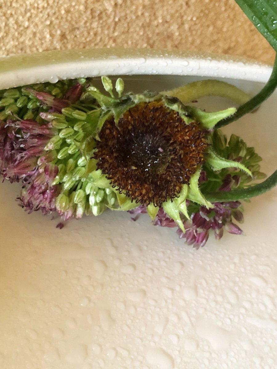 KyoRun13's tweet photo. 先日のお稽古花🌿

『自由表現』

丹頂アリアム・旭ハラン・ヒマワリ

ヒマワリは花びらを全て取り除いて使っています🌻

花器の下に剣山を１個置いて、立体的にしています。丹頂アリアムの茎もくねくねを立体的に。

今月の研究会の花材です。毎日いじって、研究会も頑張ります！

#小原流 https://t.co/eLYqmnbpq9