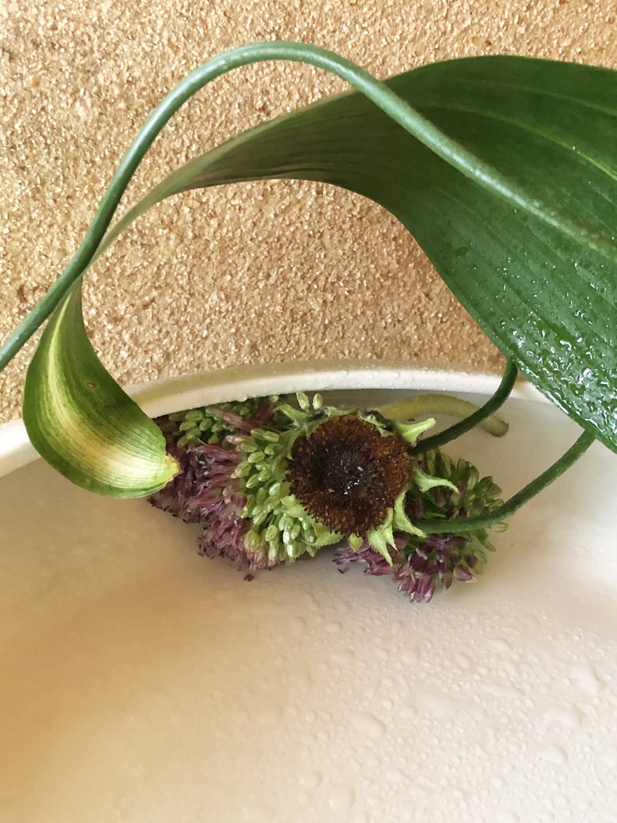 KyoRun13's tweet photo. 先日のお稽古花🌿

『自由表現』

丹頂アリアム・旭ハラン・ヒマワリ

ヒマワリは花びらを全て取り除いて使っています🌻

花器の下に剣山を１個置いて、立体的にしています。丹頂アリアムの茎もくねくねを立体的に。

今月の研究会の花材です。毎日いじって、研究会も頑張ります！

#小原流 https://t.co/eLYqmnbpq9