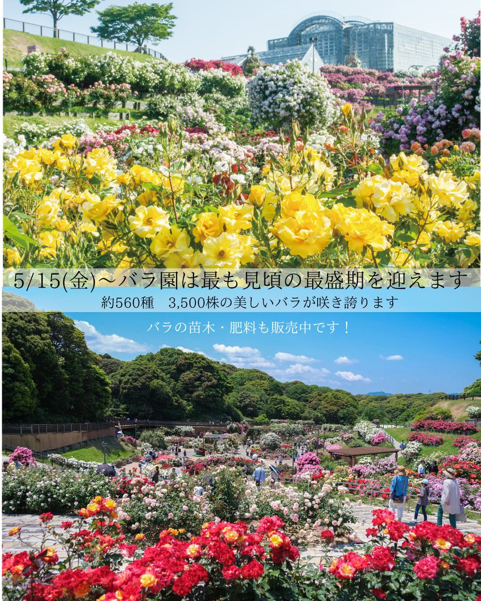 そして本日5/15(金)〜24(日)の金土日は ナイトローズガーデンを開催