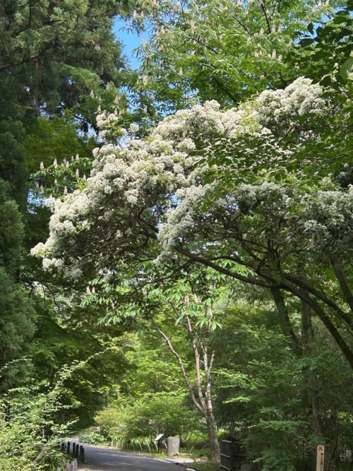 オフィシャルブログ】 日本庭園付近の白い花 日本庭園付近は、青い空と