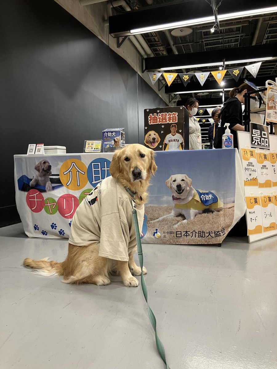 JSDA_ServiceDog's tweet photo. ⚾️#日本介助犬協会 東京ドーム出展情報⚾️

5/16（土）5/17（日）にドームでブース出展いたします🐾
みなさんぜひ遊びにきてください😊
※出展時間は12時〜14時までを予定してます！
#読売巨人軍
#山﨑伊織 投手
#VENUS https://t.co/t9BS4Pwc3r