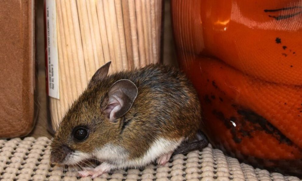 EsTrendNoticias's tweet photo. Piden no caer en psicosis por hantavirus https://t.co/QUJFD82SB5 https://t.co/zmIJo6UWZA