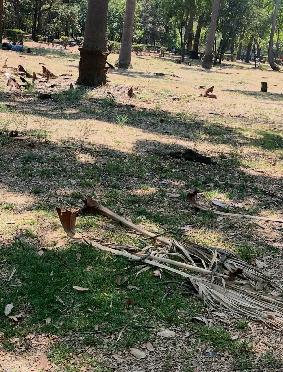 NorteVeci60268's tweet photo. @SEMARNAT_mx Estas son fotos de hace unos días del descuido y destrucción  en qué tienen una de los espacios verdes más importantes . ¿ Por qué  han estado talando sin parar y dejando así los recursos forestales ? @mariana_boy  ¿ Cuál es la idea de permitir este descuido en #Viveros? https://t.co/NgBEpZ60yO