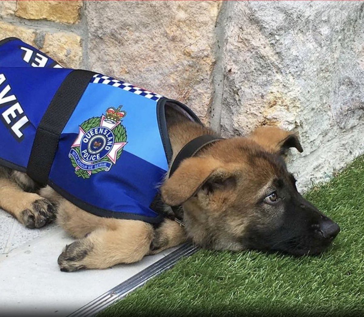 Puppies 🐶 tweet media