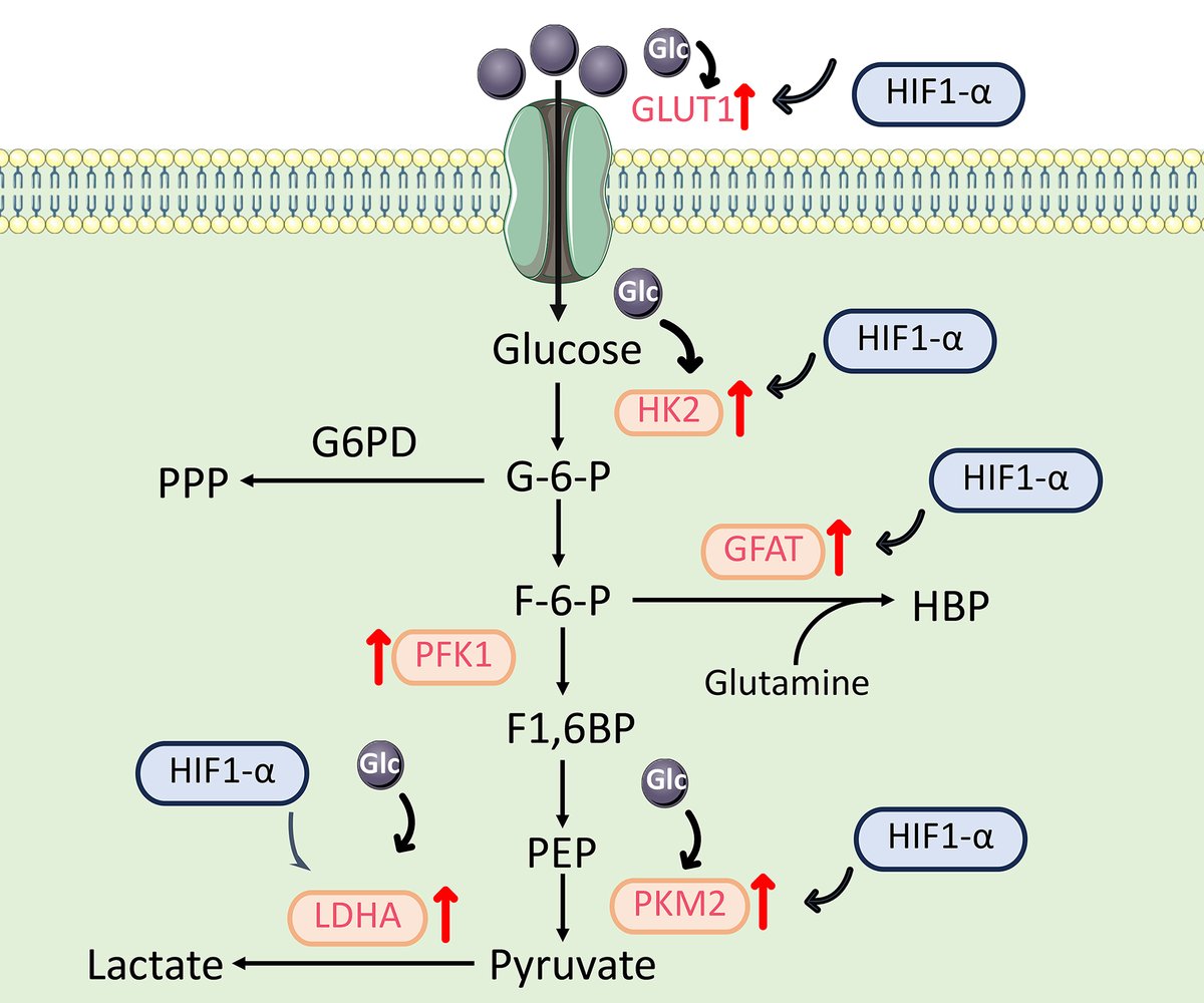 HepatomaRes's tweet photo. π¬ Is Cholangiocarcinoma βAddictedβ to Glucose?
Emerging evidence suggests high glucose conditions may fuel cholangiocarcinoma progression through metabolic reprogramming and oncogenic signaling.
π Read more: https://t.co/11nCcqiqGm
#Cholangiocarcinoma #WarburgEffect https://t.co/ZI2jyMIZZB