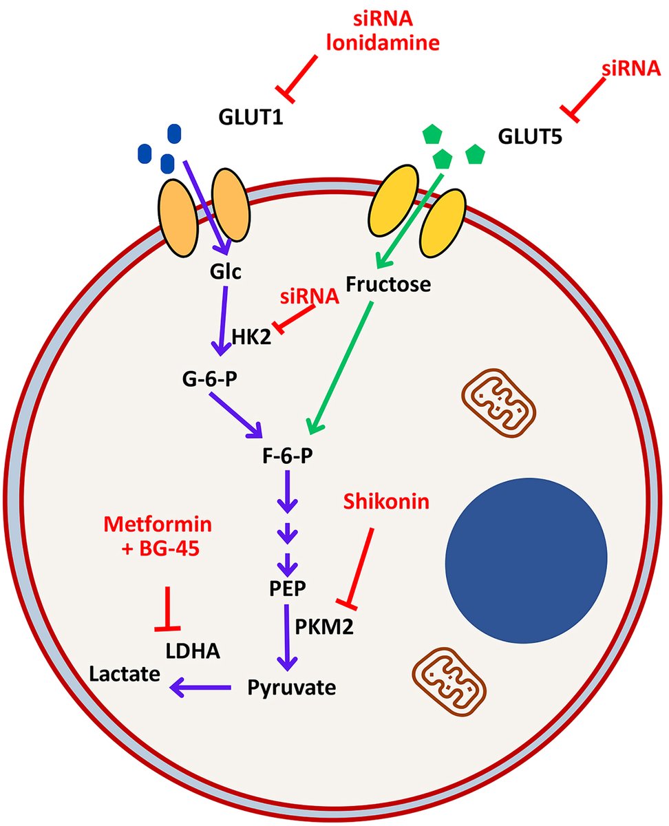 HepatomaRes's tweet photo. π¬ Is Cholangiocarcinoma βAddictedβ to Glucose?
Emerging evidence suggests high glucose conditions may fuel cholangiocarcinoma progression through metabolic reprogramming and oncogenic signaling.
π Read more: https://t.co/11nCcqiqGm
#Cholangiocarcinoma #WarburgEffect https://t.co/ZI2jyMIZZB
