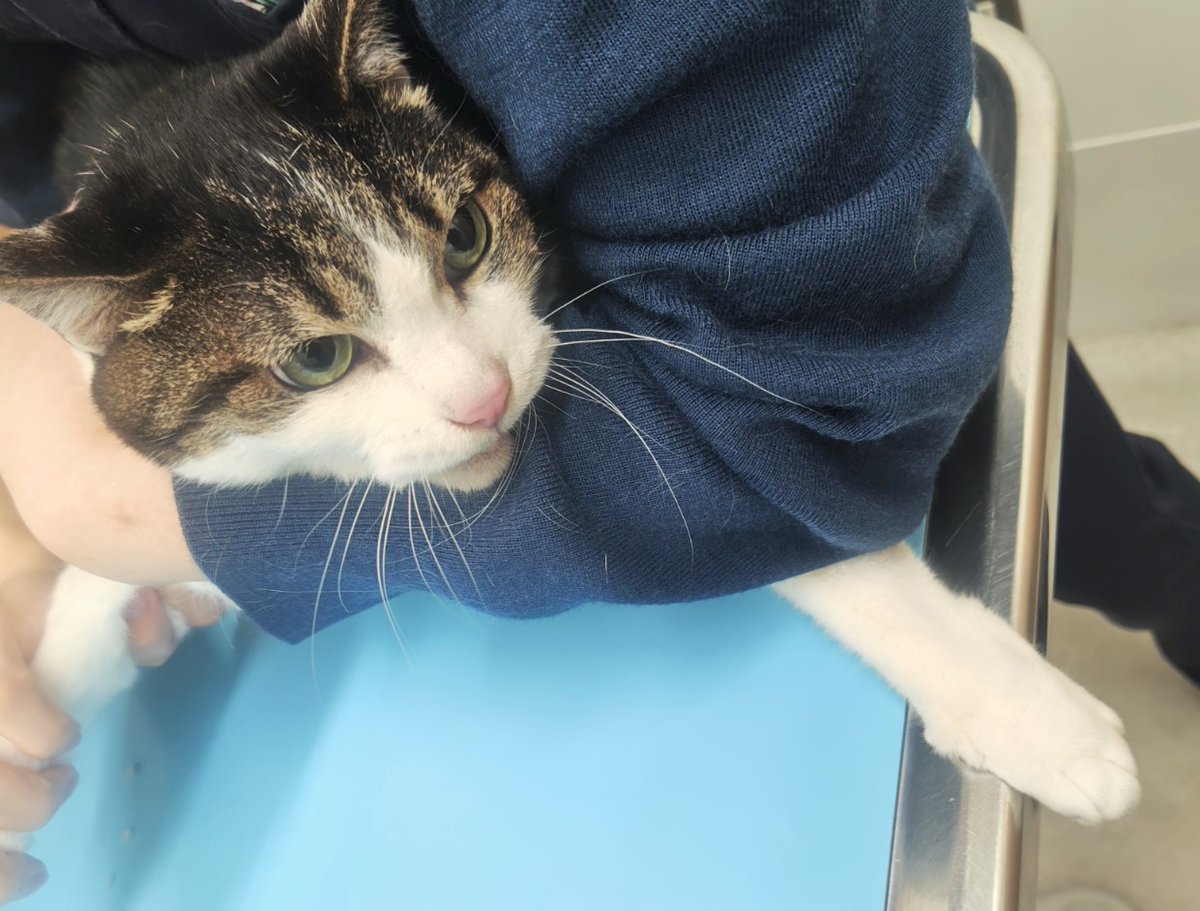gotoku_cat's tweet photo. おはようございます🐱
今日は五徳の定期検診でした。
体重4.52キロ。ちょっと減りましたがでもこれでもまだ多めだそうです笑💦
安心していいそう✨❤
そして爪切りと肛門しぼりをしていただきましたがめっちゃ必死。

必死。 https://t.co/djC6utjKKs