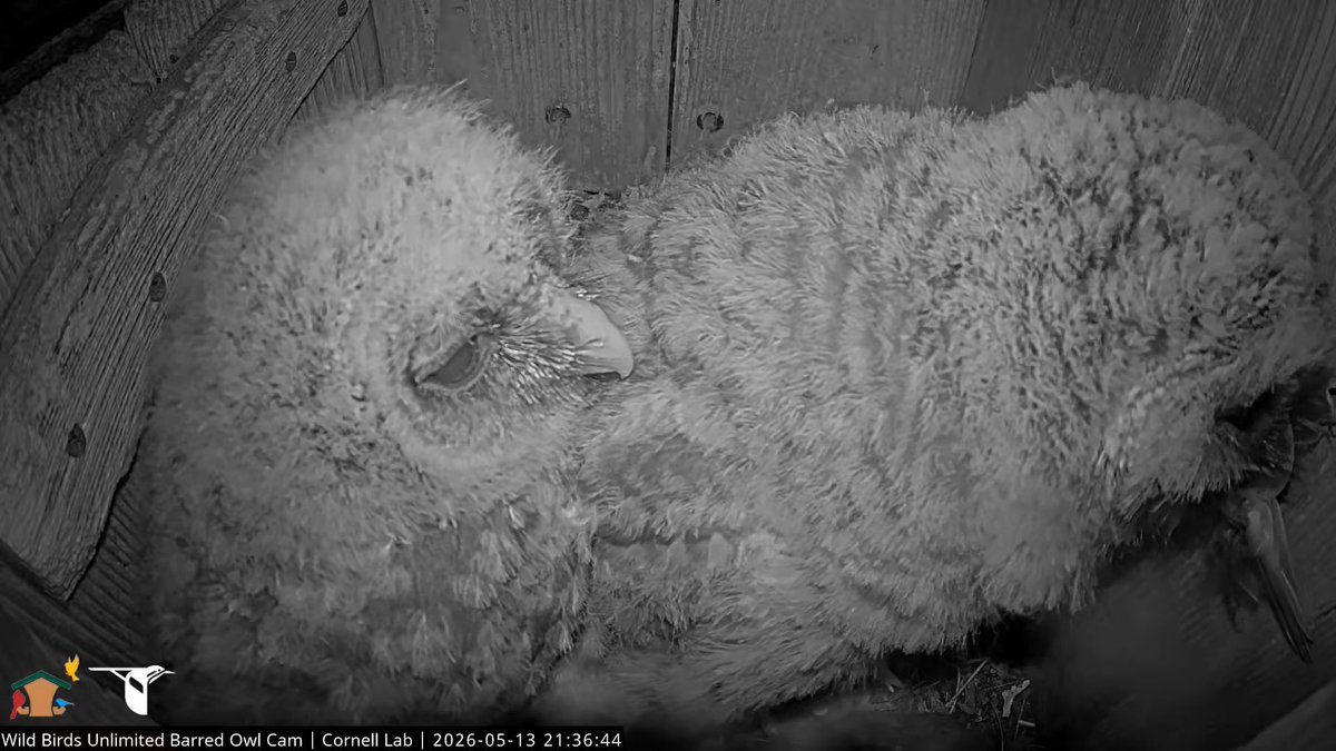 WBU Barred Owl Cam tweet media