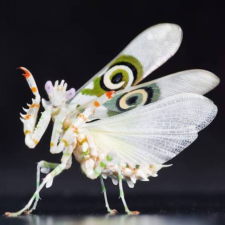 CatAnimeCandy's tweet photo. @vileshroom Spiny Mantis https://t.co/sJ8Eabdd72