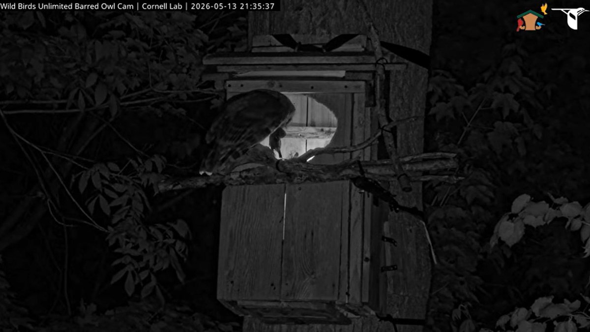 WBU Barred Owl Cam tweet media