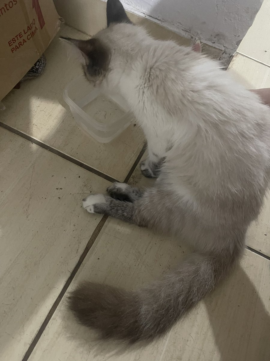 littleepanda_'s tweet photo. Estamos arrecadando R$1.200 para salvar nossa pequena e dar a chance dela voltar a viver bem. 🙏

Qualquer ajuda faz diferença, até compartilhando. Obrigada de coração. ❤️🐾

 Link da vaquinha: https://t.co/Aq6IrwpzJb

#Vaquinha #Gatinha #AjudaAnimal #Doe #Cats #Pet #Gatinho https://t.co/H0ROM5USRD