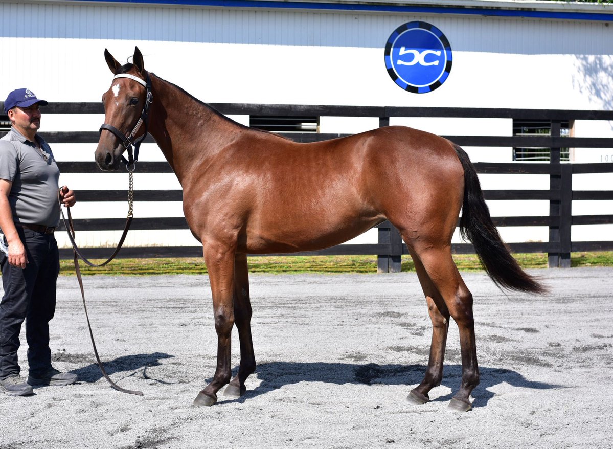 Blue Chip Farms tweet media