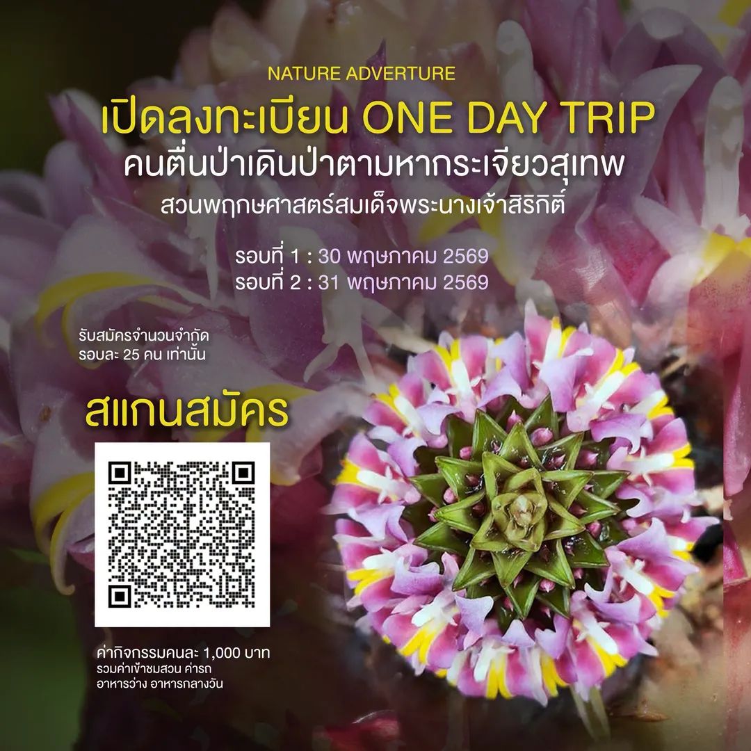 Botanic1234's tweet photo. เปิดรับลงทะเบียนกิจกรรม ”คนตื่นป่า” ตามหา “#กระเจียวสุเทพ“ One Day Trip
📌รับสมัคร โดยสแกน QR Code ตามโปสเตอร์
✨รับลงทะเบียนตั้งแต่วันนี้จนถึงวันที่ 20 พฤษภาคม 2569 รับจำกัดเพียงรอบละ 25 คน✨
🌸 ปักหมุดวันเดินทาง
รอบที่ 1 วันที่ 30 พ.ค.2569 
รอบที่ 2 วันที่ 31 พ.ค. 2569 https://t.co/GLA9QZm8wz