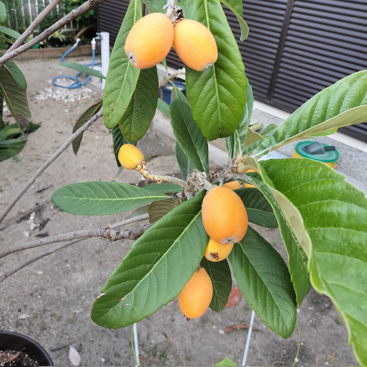 masamasa1's tweet photo. It's a beautiful sunny day in Takaishi. I tried a loquat and it was delicious. When I pressed it a little, the inside turned black. I was surprised. The hydrangeas look like they'll be blooming soon. #homegardening #loquat #hydrangeas https://t.co/b3BpxnhVks