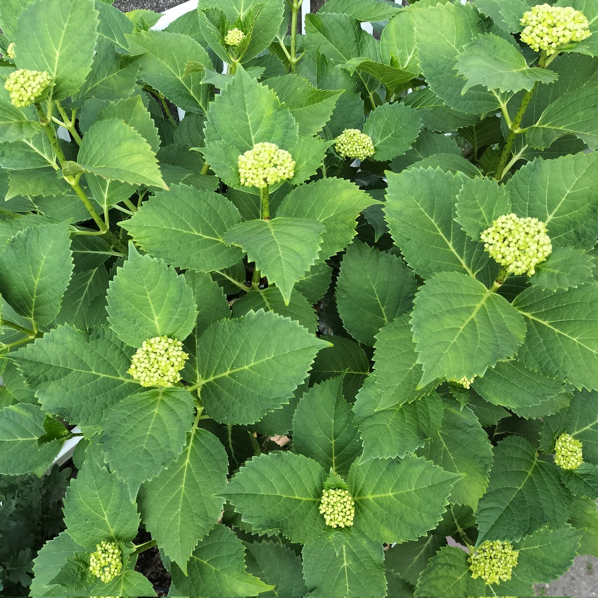 masamasa1's tweet photo. It's a beautiful sunny day in Takaishi. I tried a loquat and it was delicious. When I pressed it a little, the inside turned black. I was surprised. The hydrangeas look like they'll be blooming soon. #homegardening #loquat #hydrangeas https://t.co/b3BpxnhVks