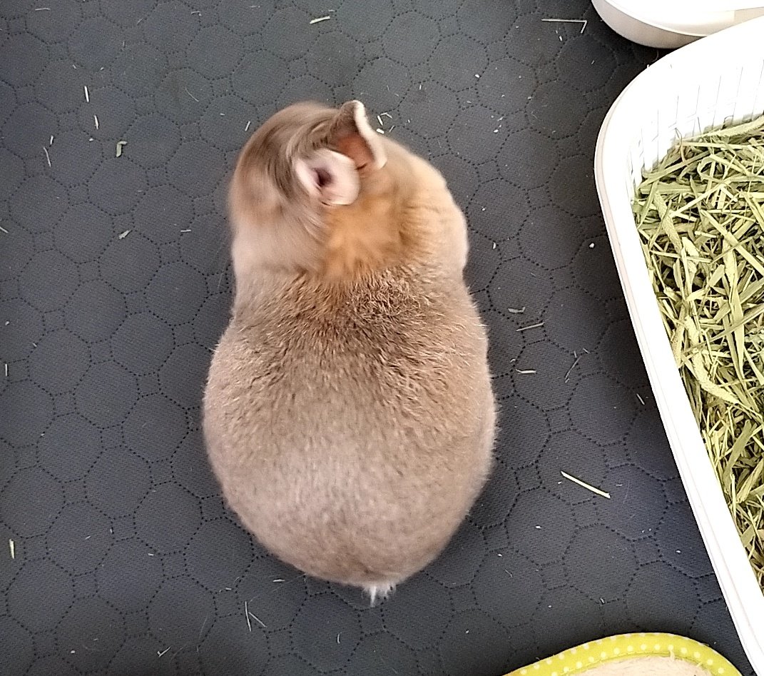 5FXlswIpIFcyydq's tweet photo. うさぎぱんよ🐹🥜 https://t.co/4UQwRnuHvm