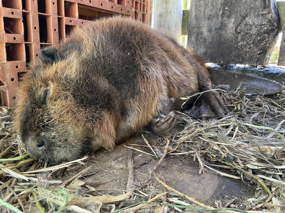 飯田市立動物園 【公式】 tweet media