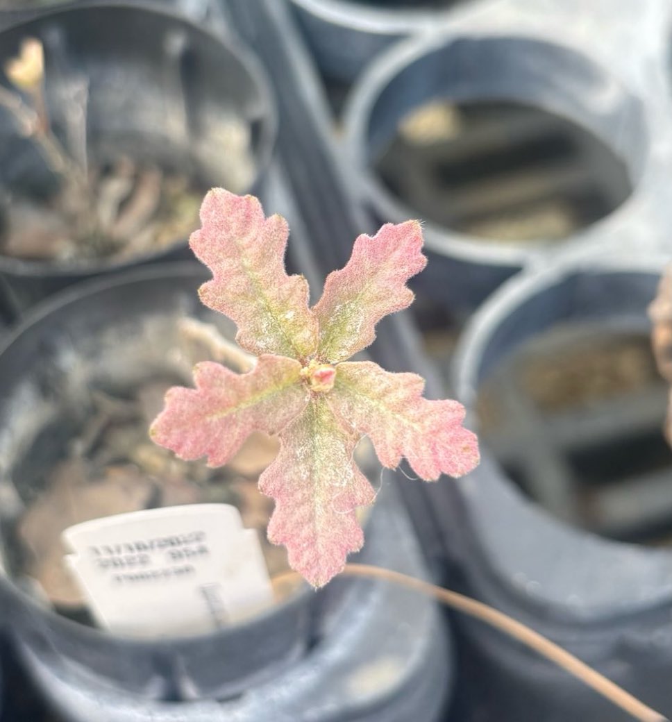 ubecldfoam's tweet photo. oak sapling <3 https://t.co/7AZHLLSTdQ