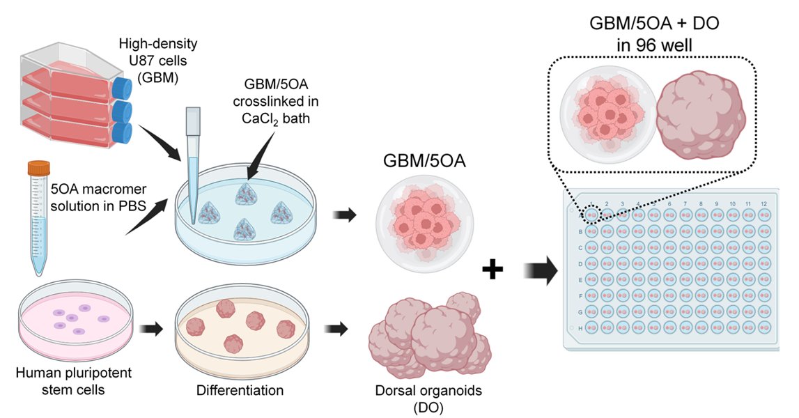 Organoid News tweet media
